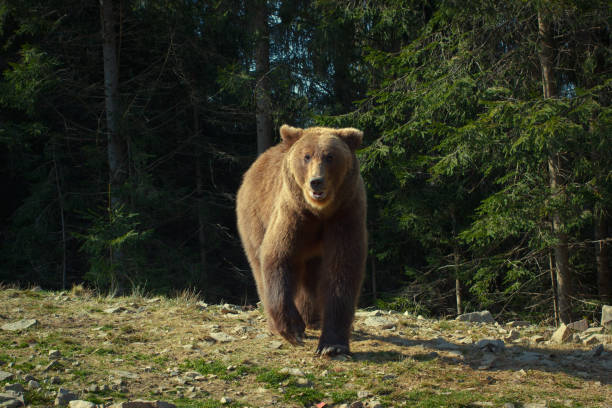 istock Wild brown bear animal in the forest 845141694