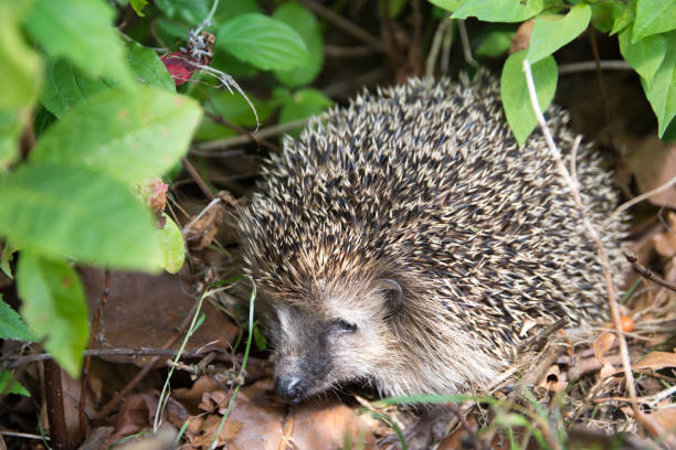 Hedgehog stock photo