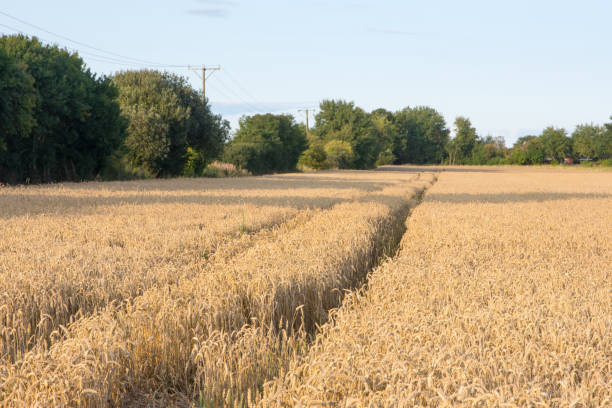 Barley ready for harvest. stock photo