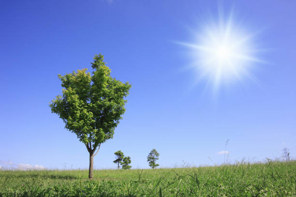 istock Grass and trees and the Sun 845142194