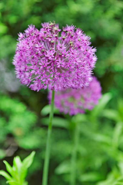 istock pink flower in a ball 845145572