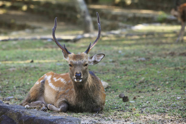 istock Deer of Nara 845146166