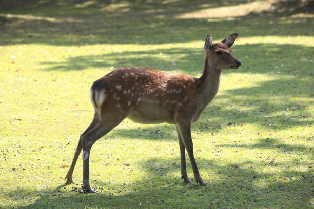 istock Deer of Nara 845146628