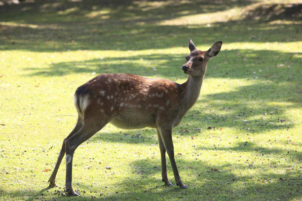 istock Deer of Nara 845146656