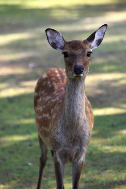 istock Deer of Nara 845146744