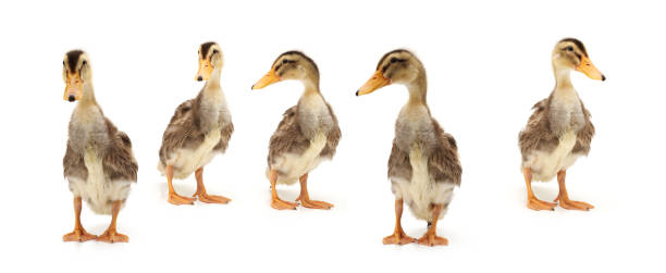 istock Gold and brown duck baby on a white background 845151552