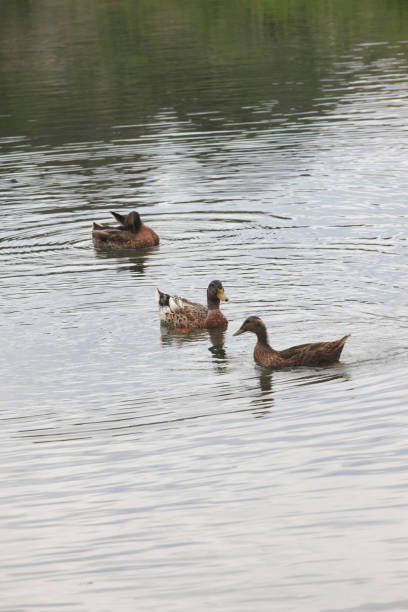 istock Dejima wild bird park Fuchi duck 845152964