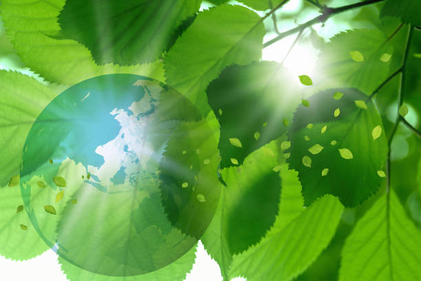 Map of the world and leaves