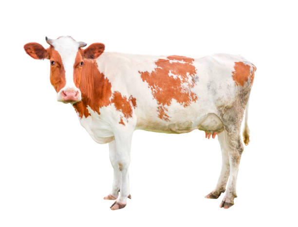 istock Beautiful young cow isolated on white and loking into camera. 845180180