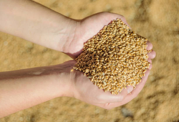 istock Men's hands holding ripe wheat 845180582