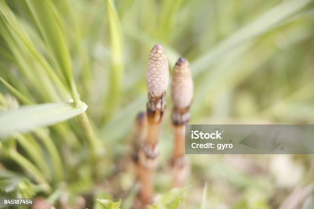 Horsetail Stock Photo - Download Image Now - Horizontal, Horsetail - Plant, Japan