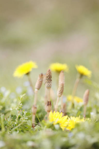 istock Horsetail and dandelion 845188110