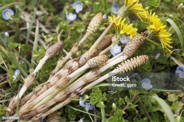 Horsetail And Dandelion Stock Photo - Download Image Now - Dandelion, Floral Garland, Flower