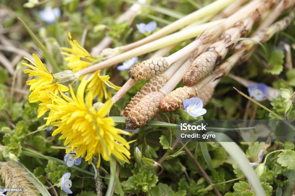Horsetail and dandelion Dandelion Stock Photo
