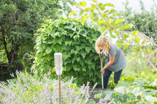 istock Woman digging for vegetables in garden allotment. 845198394