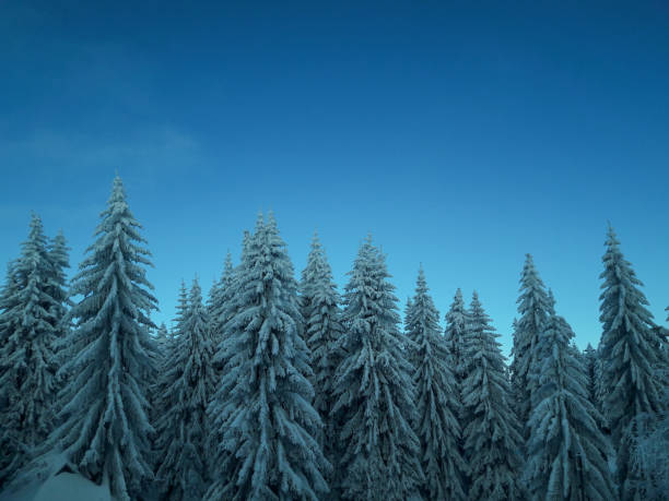 View in Carpathian Mountains, winter landscapes.