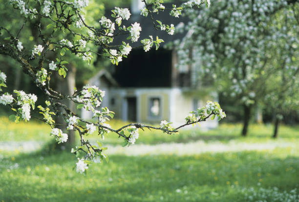 istock White flowers of the Meadow 845199590