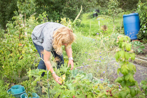 istock Woman picking courgette vegetable in garden allotment. 845202044
