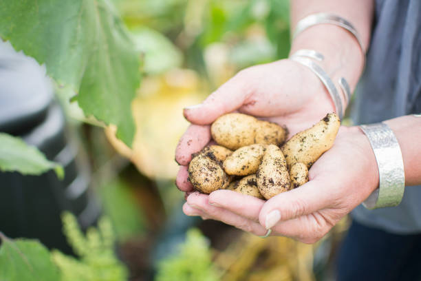 istock Hands holding fresh dug potatoes on allotment. 845202452