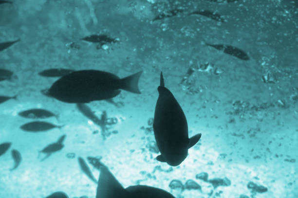 istock Swimming in tanks in the sea like fish 845203522