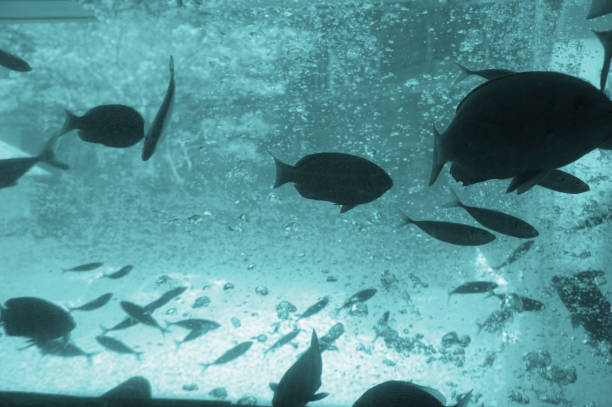 istock Swimming in tanks in the sea like fish 845203546