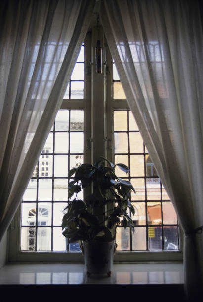 istock Green window treatments 845212114