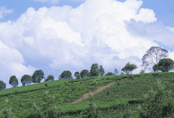 istock Tea and clouds of white 845213010
