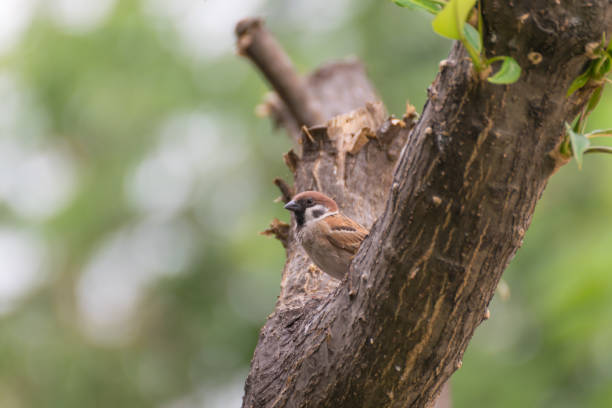 птица (евразийский воробей) сидела на дереве в саду - tree sparrow стоковые фото и изображения