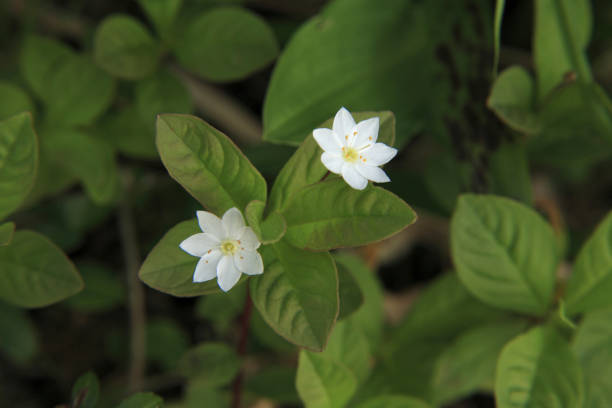 istock Trientalis Europaea 845218170