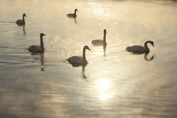 istock Silhouette of swans 845218190