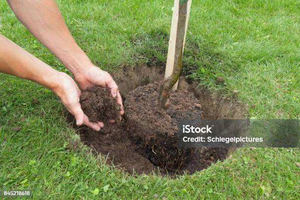 Scavo Di Buche Da Giardino - Fotografie stock e altre immagini di Piantare - Piantare, Albero, Flora