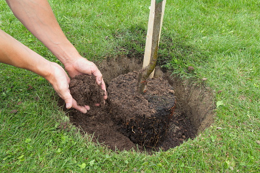 Garden hole dig earth tree
