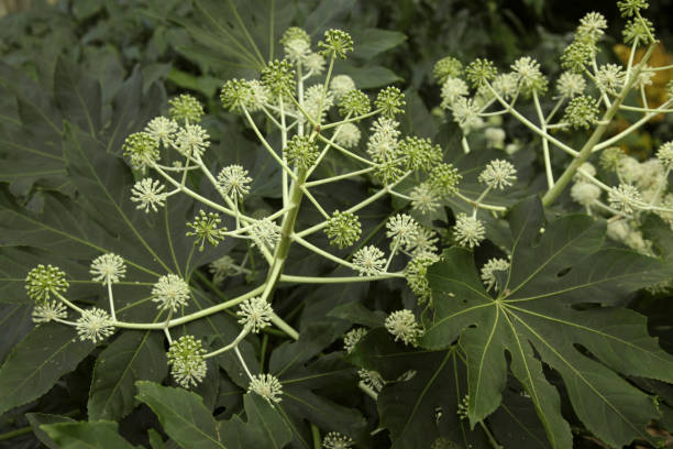 istock Fatsia japonica, entice 845218810
