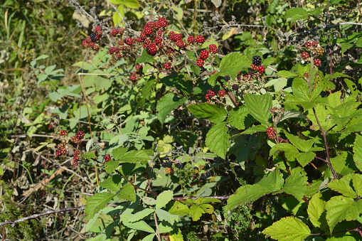 blackberry, nature, fresh, organic