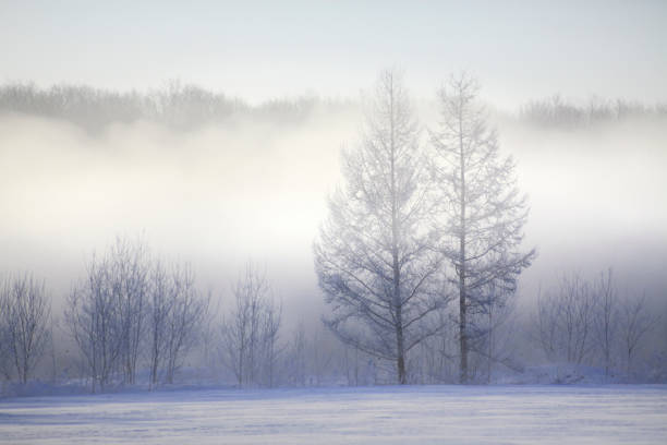 istock Mononoke snow storm and trees 845223660