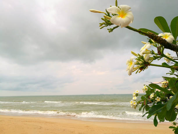 fleur blanche. lumière de vague d’océan sur plage de sable et de coucher du soleil après la pluie fond - resound photos et images de collection