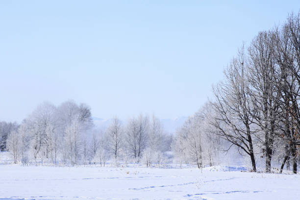 istock Trees of a snowy field 845223756