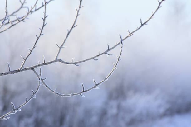Trees of rime ice