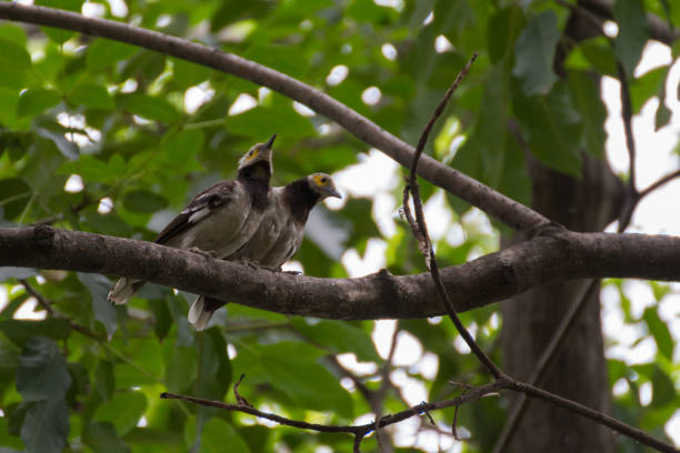 istock Bird (Black-collared starling, Sturnus nigricollis) perched on a tree in the garden 845224312