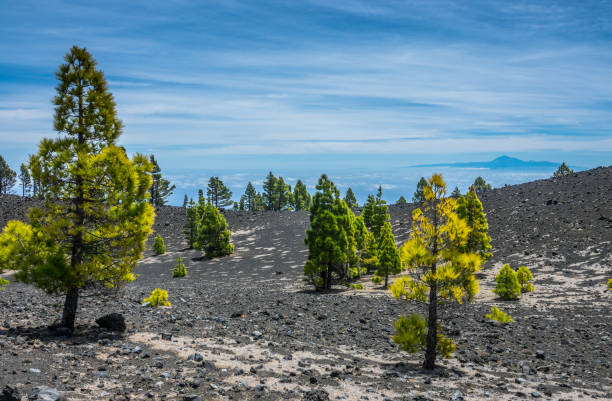 istock View of Teide volcano from  La Palma 845228586