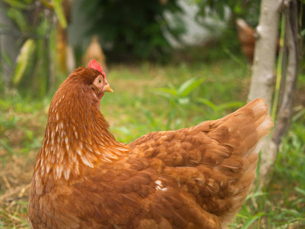 istock Back of The Brown Chicken Egg Standing 845236770