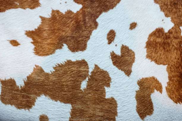 коричневая и белая корова скрыть - cow hide textured print стоковые фото и изображения