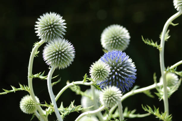 istock Flowers of Echinops ruthenicus 845239696
