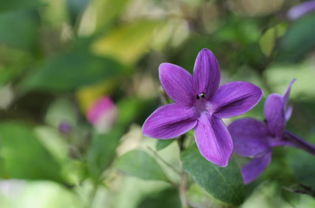istock Pseudelanssemm laxiflowlm flowers 845239904
