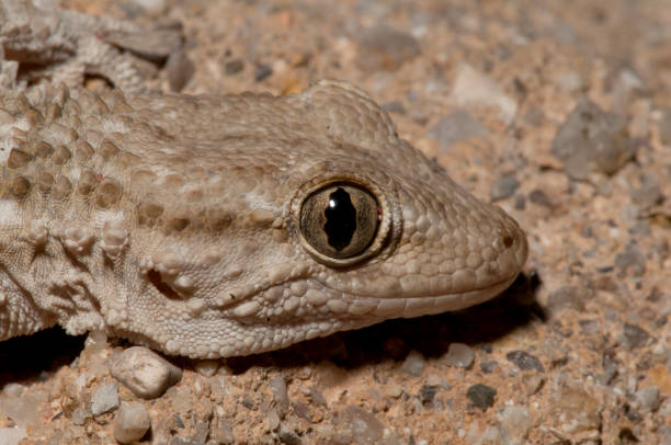 istock close-up of gecko 845240090