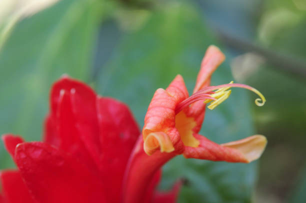 istock Ruellia colorata flowers 845240100