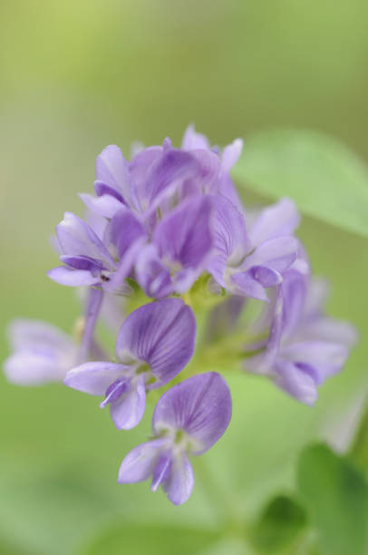istock Murasachiumagoyashi flowers 845240128