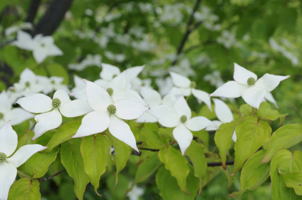 istock Dogwood flowers 845240138