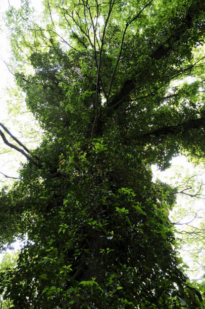 istock Fresh green of trees 845240418