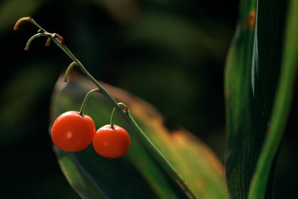 Fruit of lily of the Valley